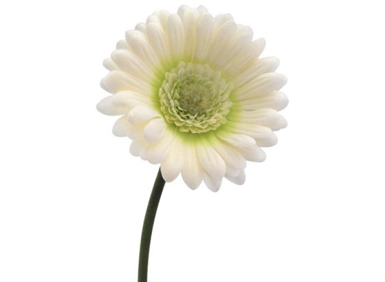 Gerbera Művirág - krém/zöld, konvencionális, műanyag/textil (50cm) Gerbera Művirág - krém/zöld, konvencionális, műanyag/textil (50cm)